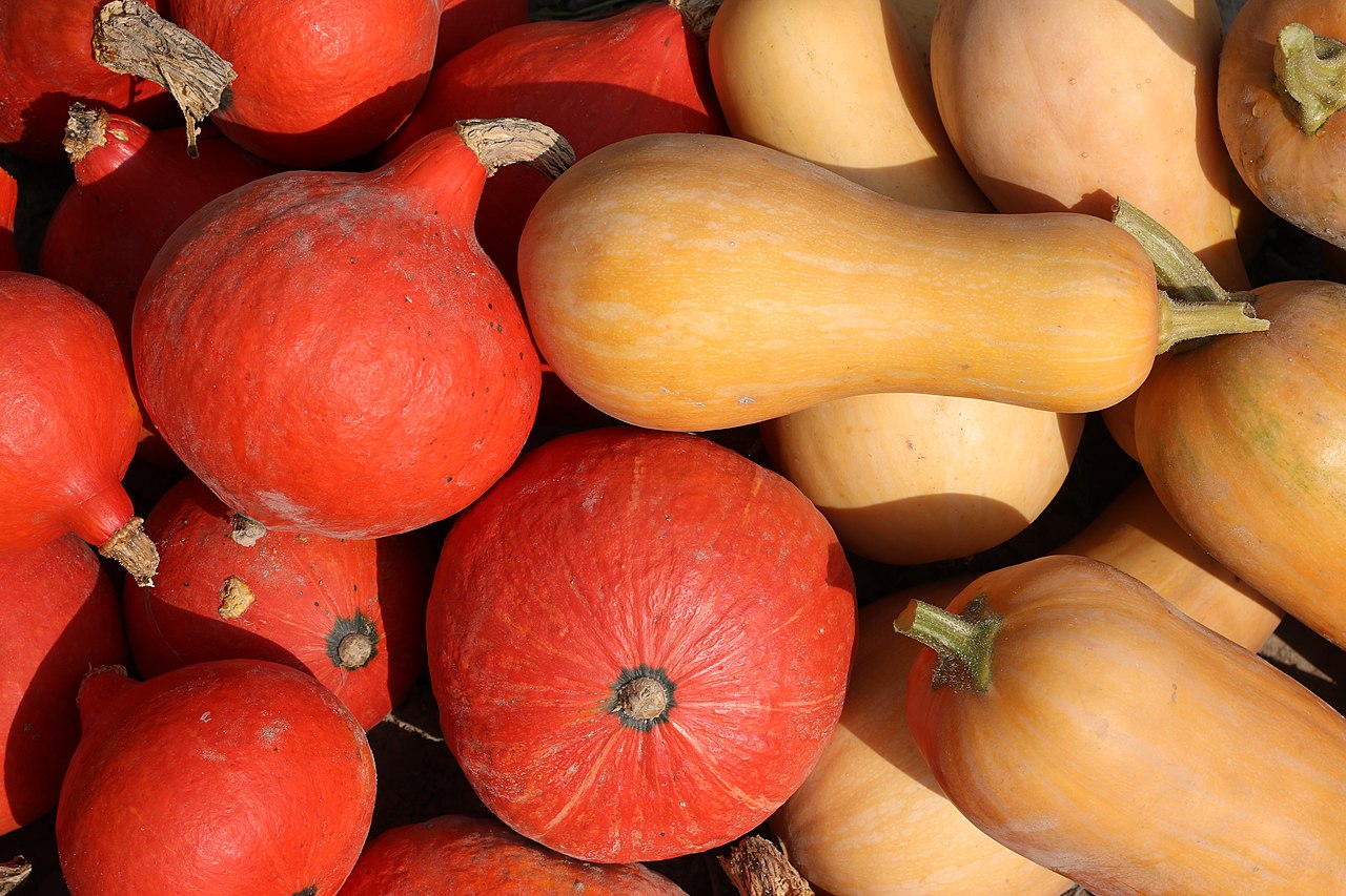 Butternut squash
