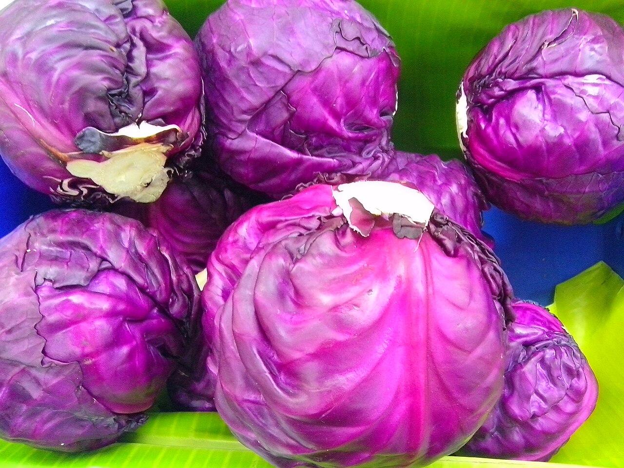 Cabbage