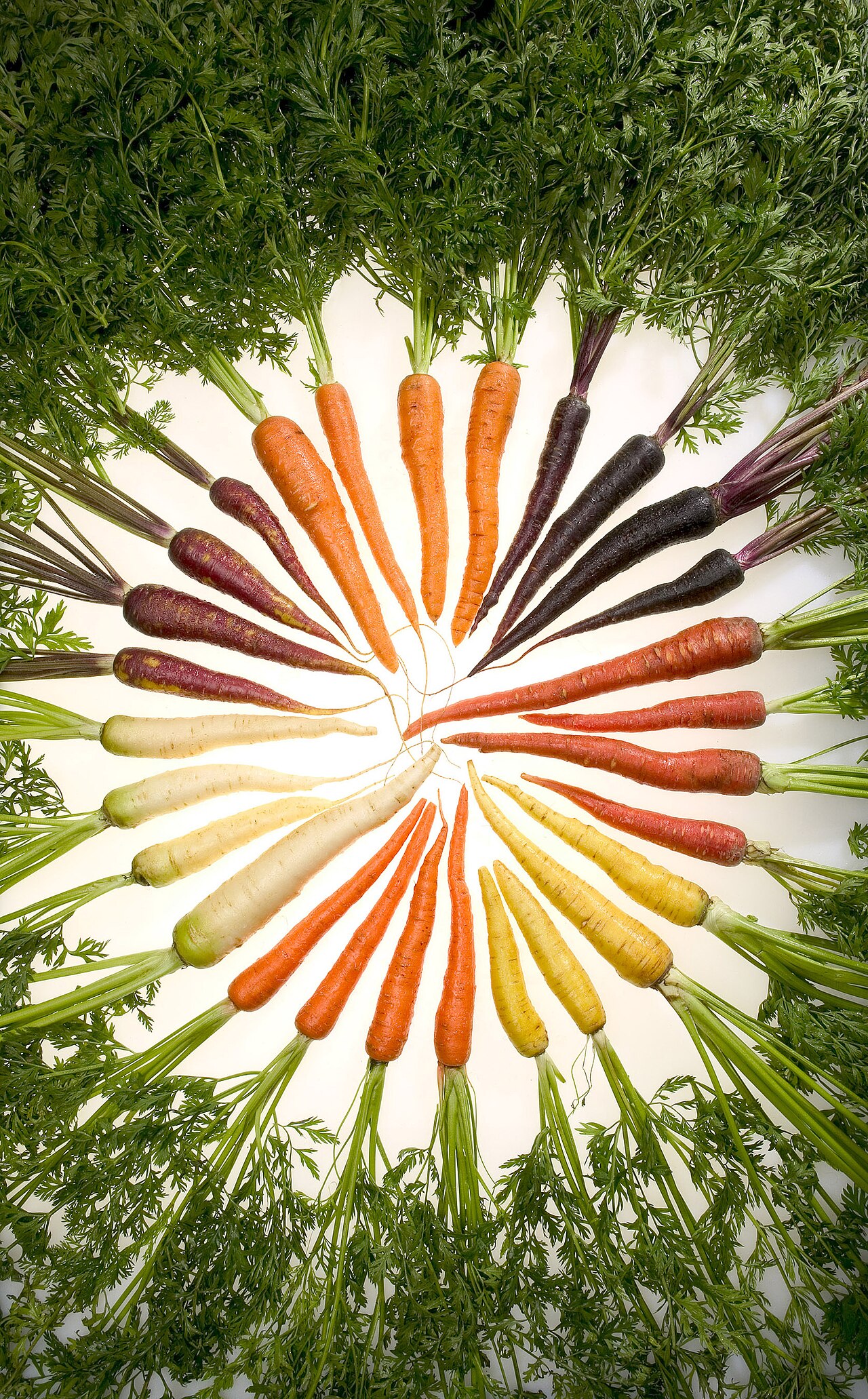 Carrot