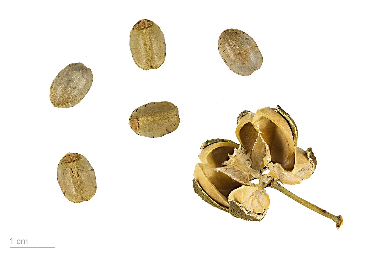 Cassava