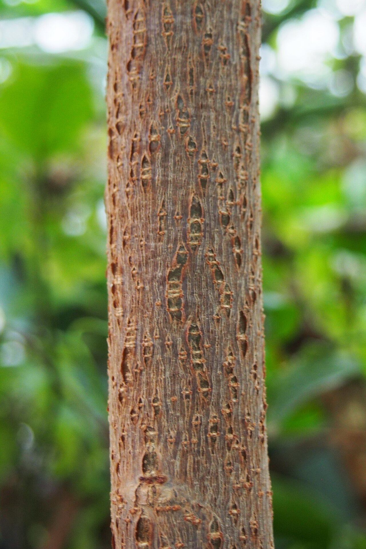 Cassava