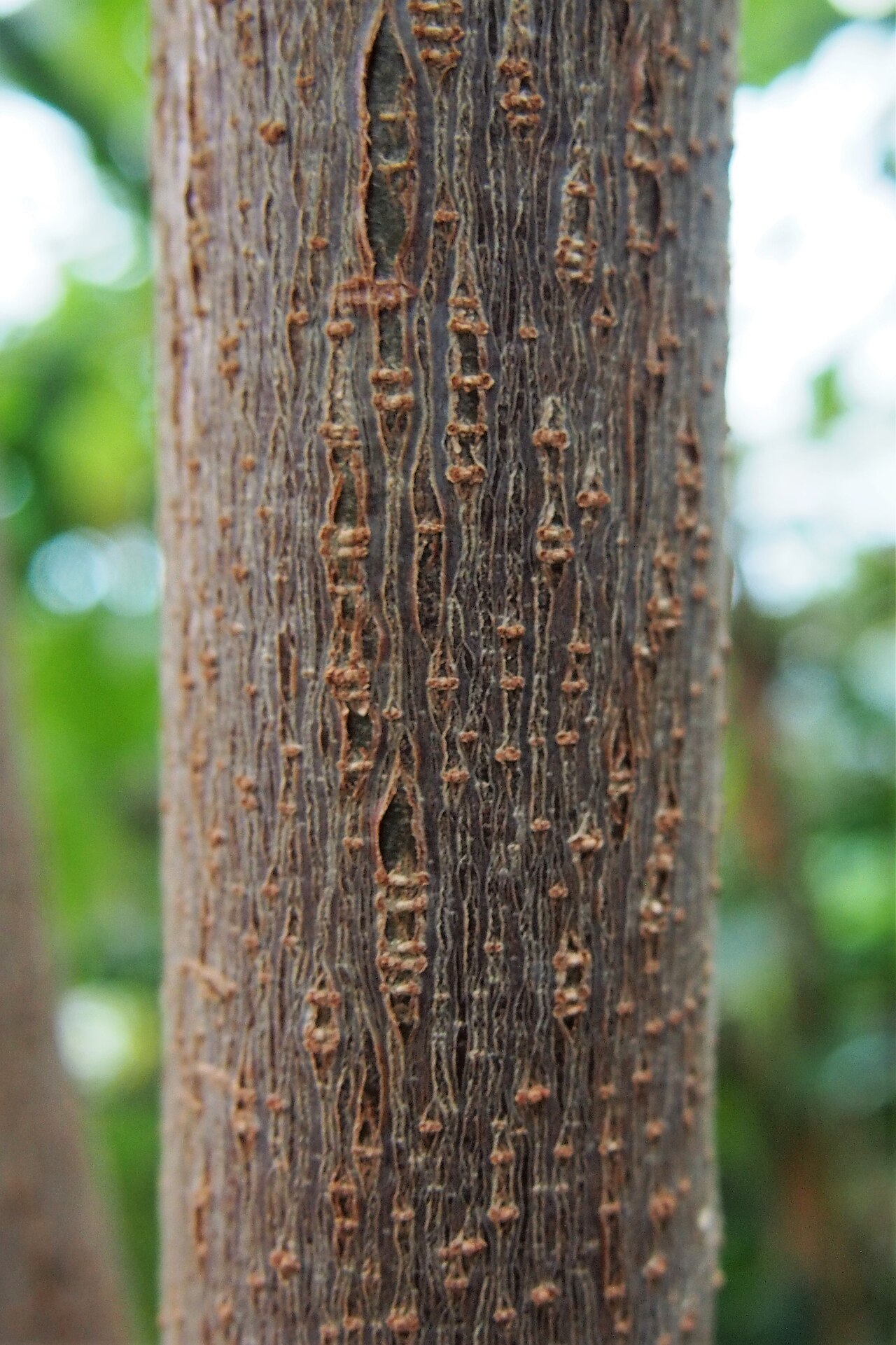 Cassava