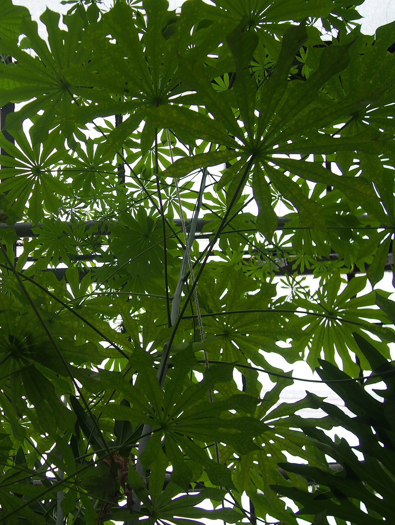 Cassava