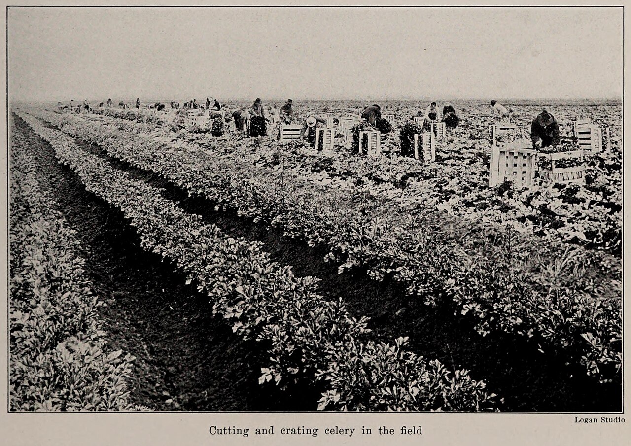 Celery
