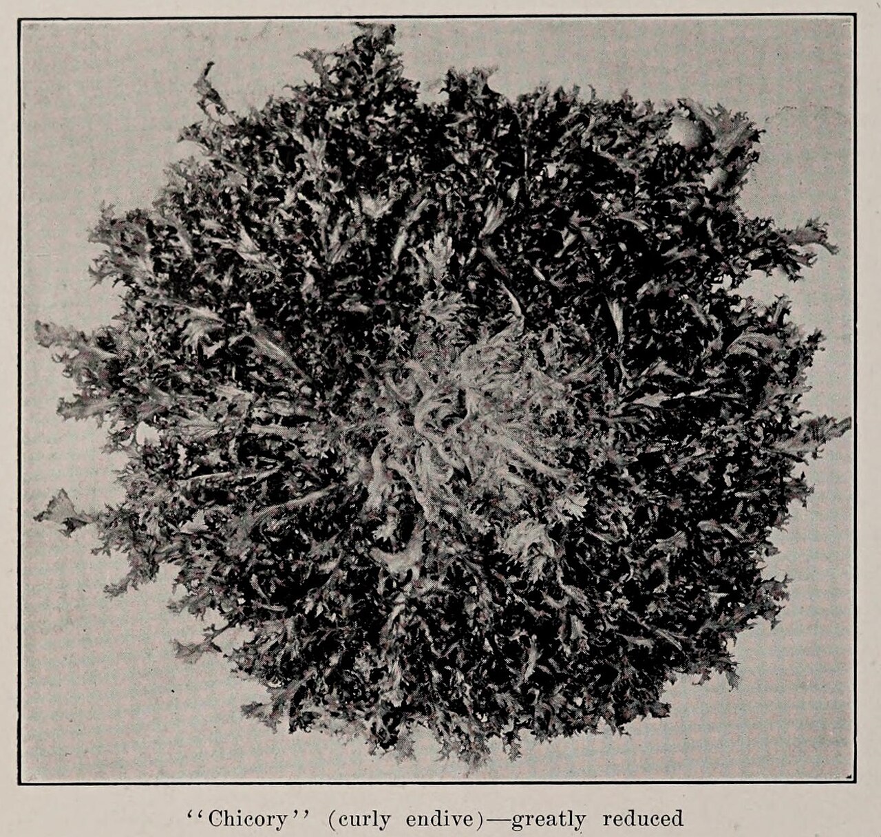 Chicory