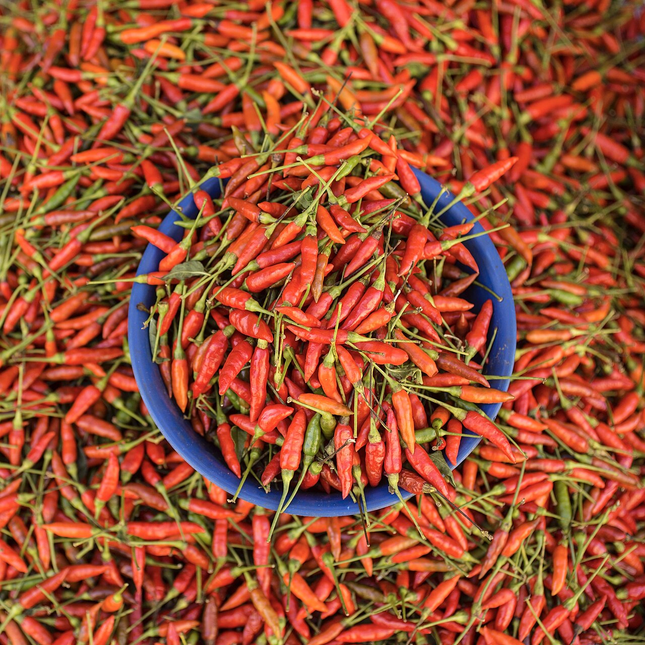 Chili pepper