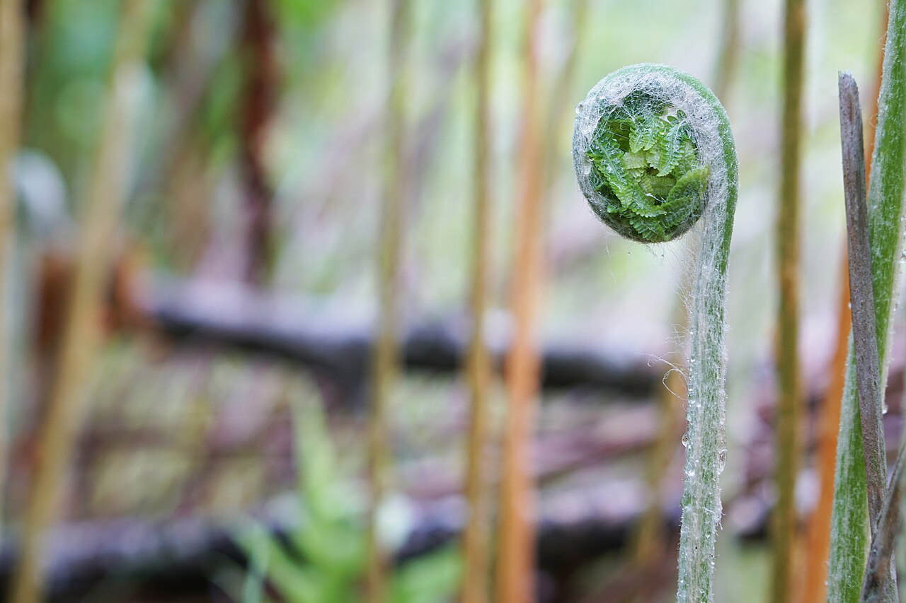 Cinnamon fern fiddleheads