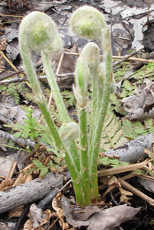 Cinnamon fern fiddleheads