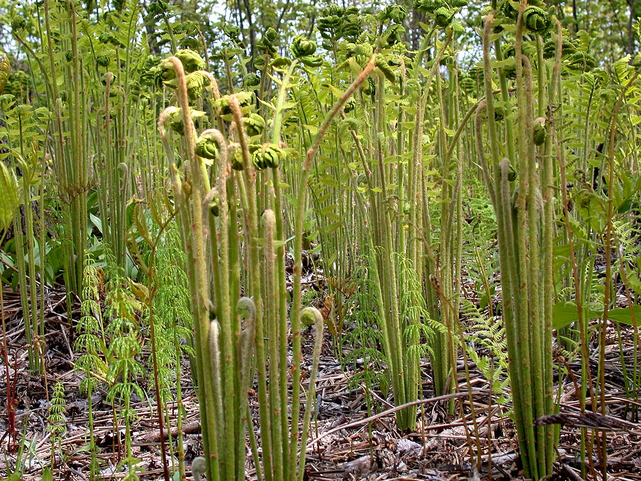 Cinnamon fern fiddleheads