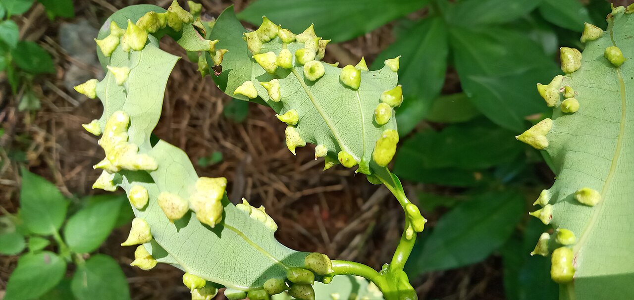 Cinnamon leaf