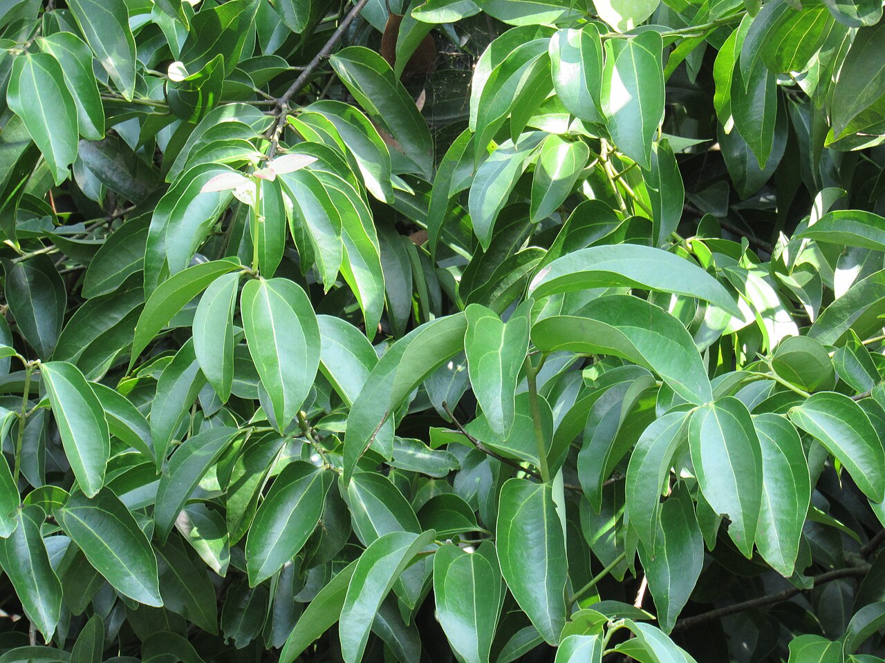Cinnamon leaf