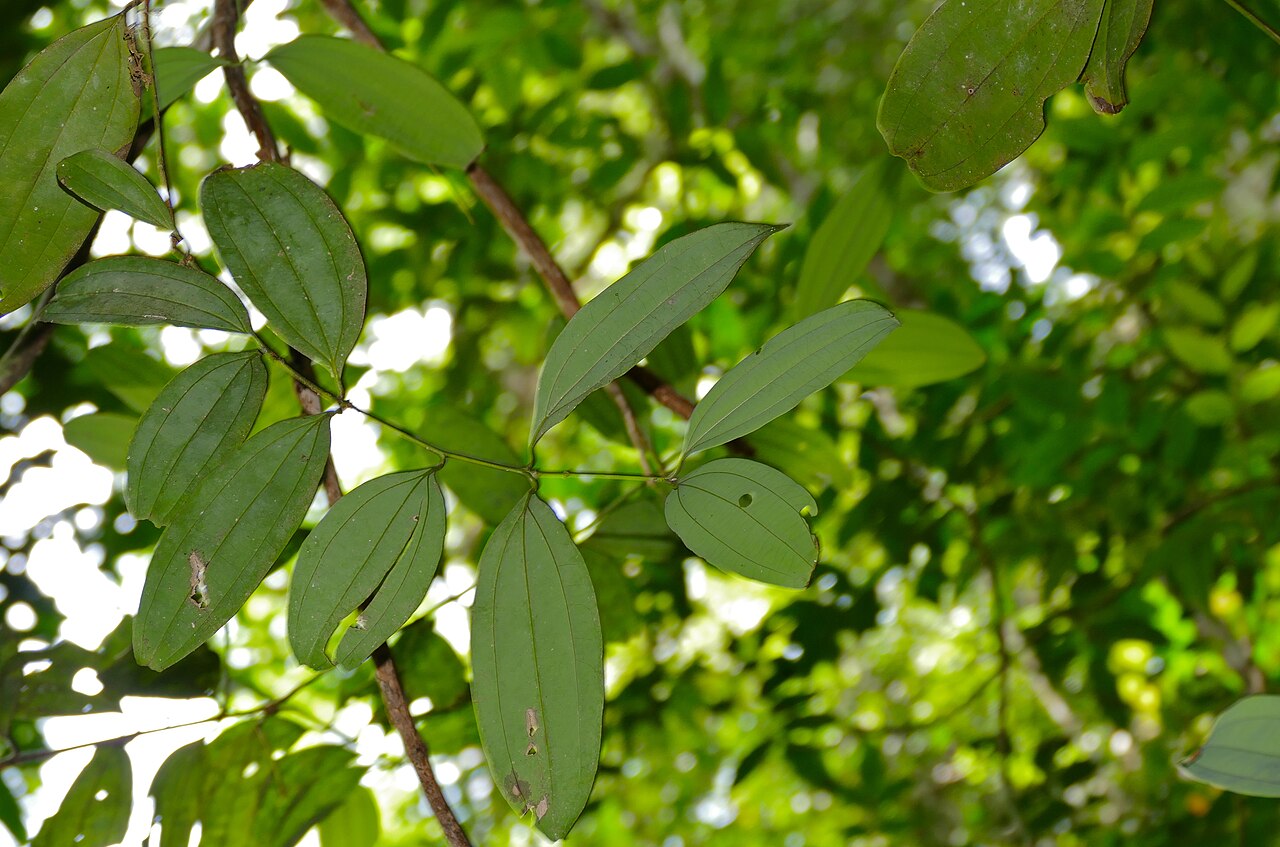 Cinnamon leaf