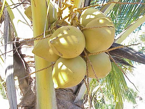 Coconut