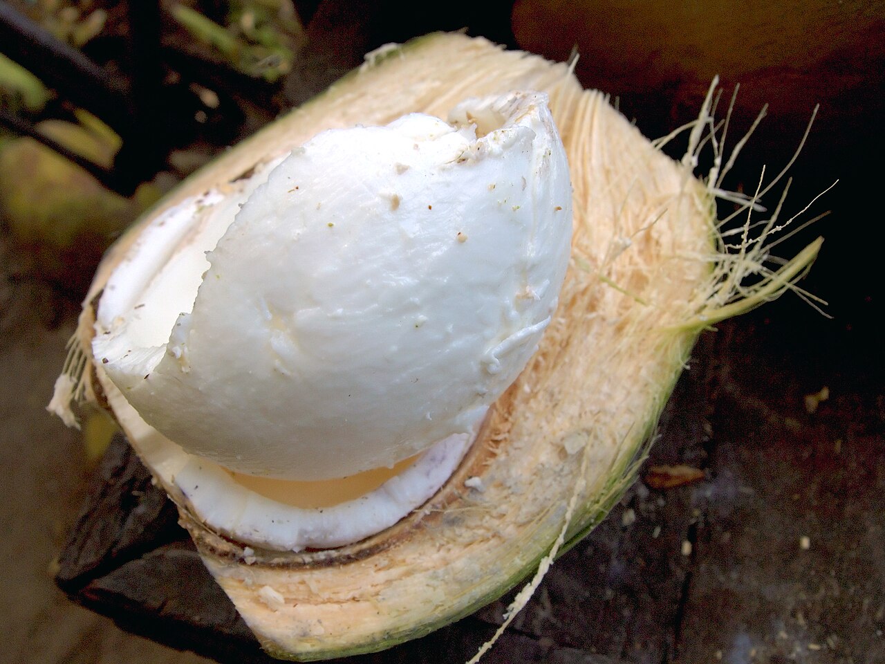 Coconut