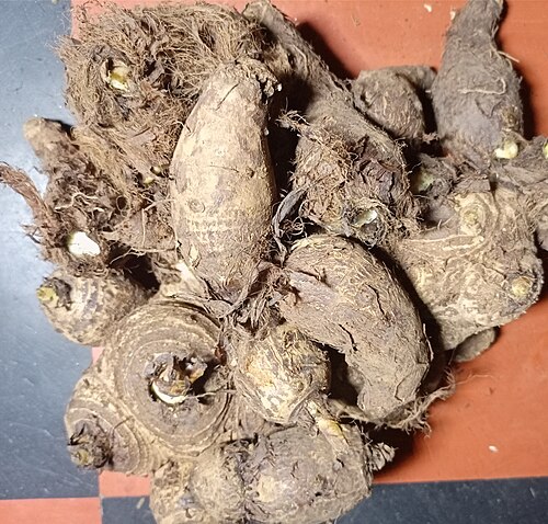 Cocoyam