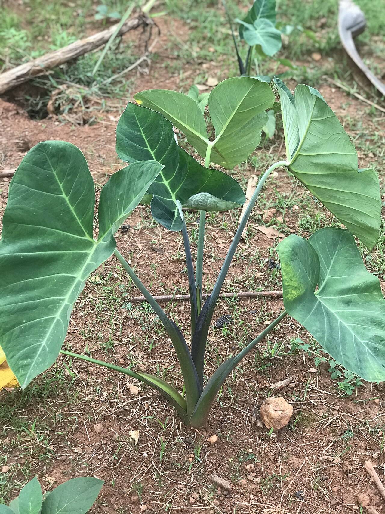 Cocoyam