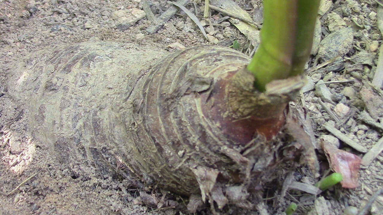Cocoyam
