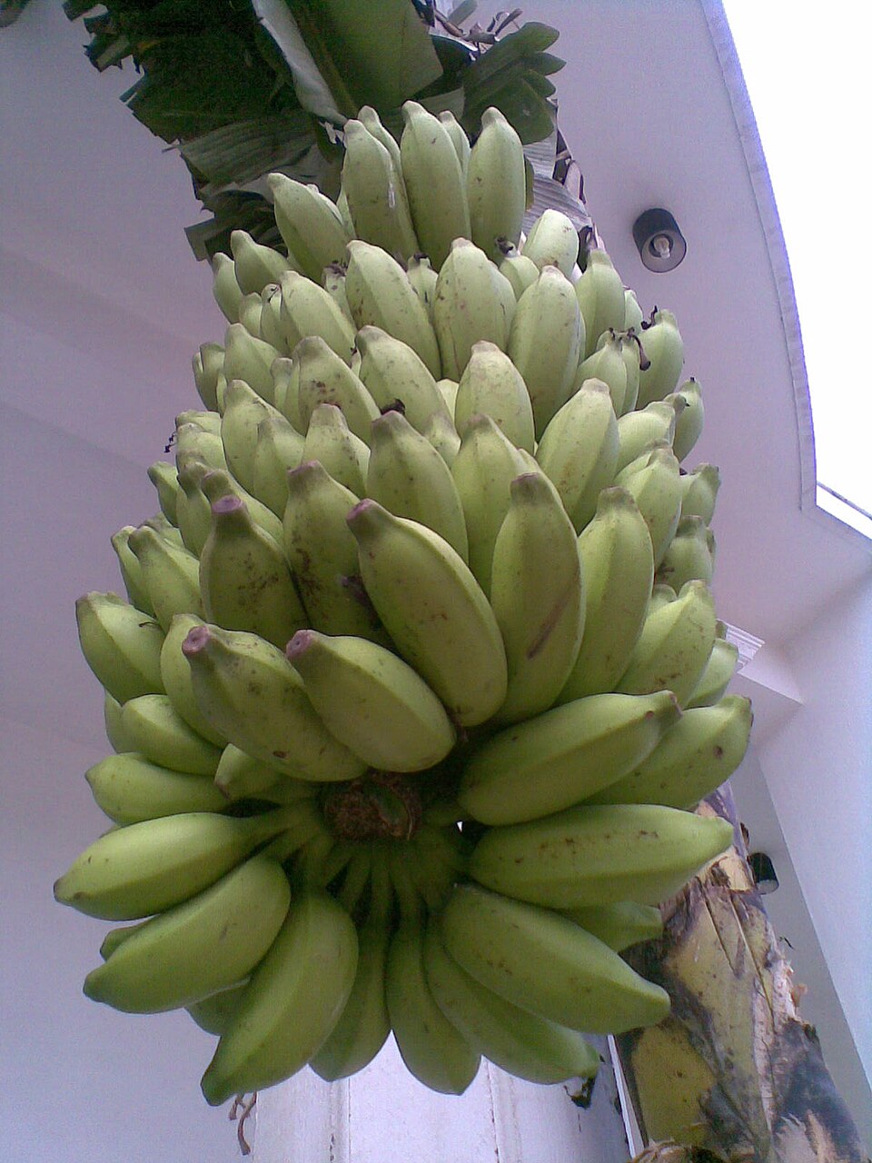 Cooking banana