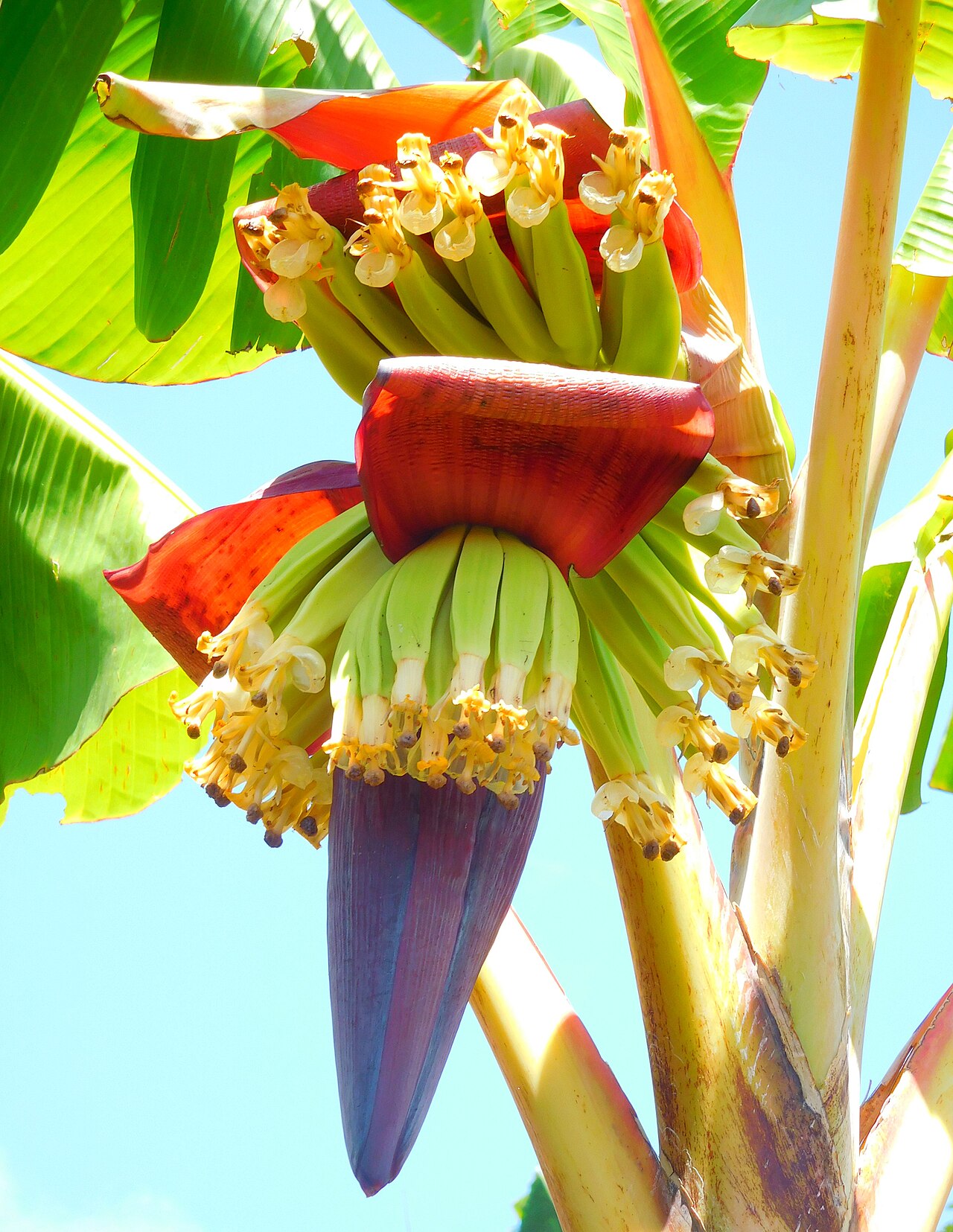 Cooking banana