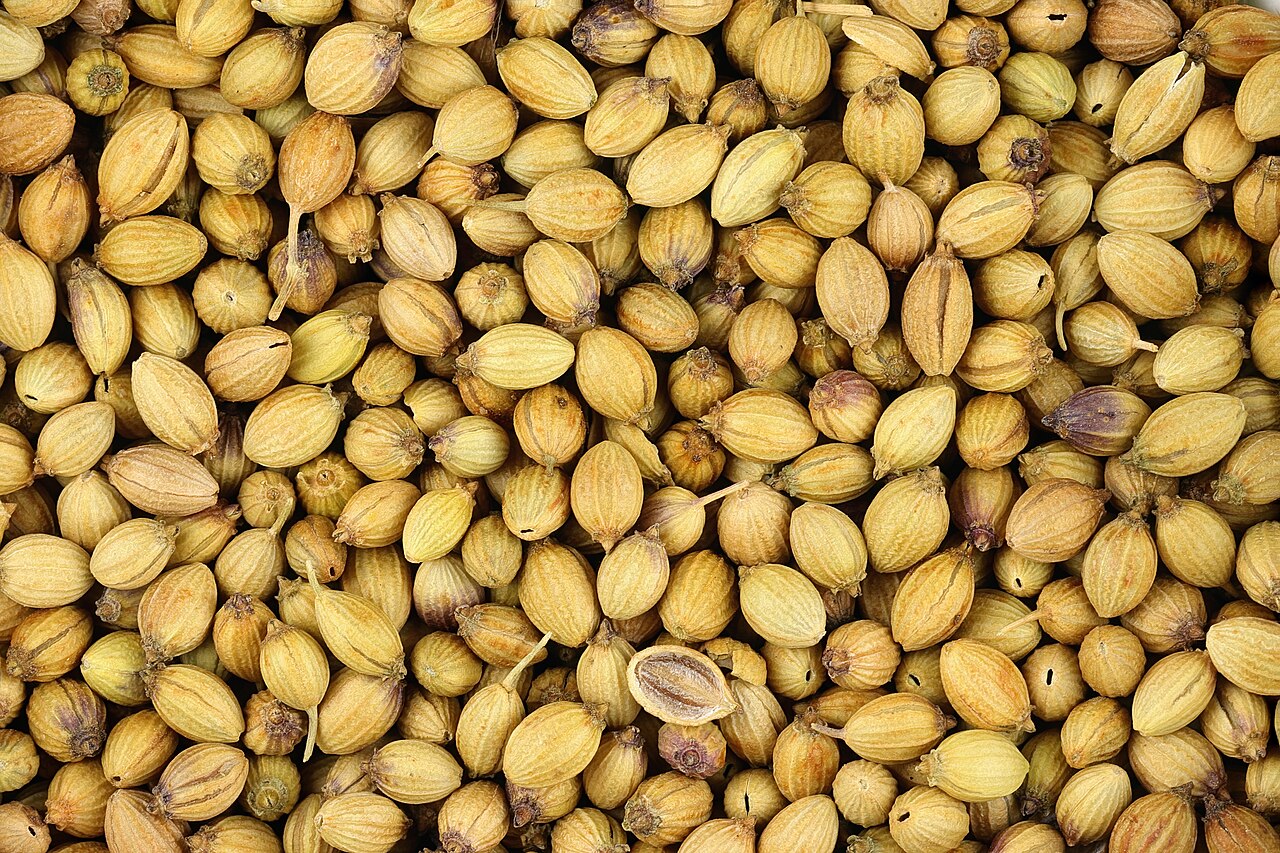 Coriander seed
