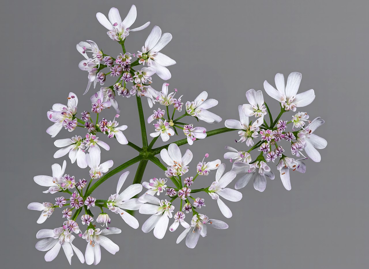 Coriander seed