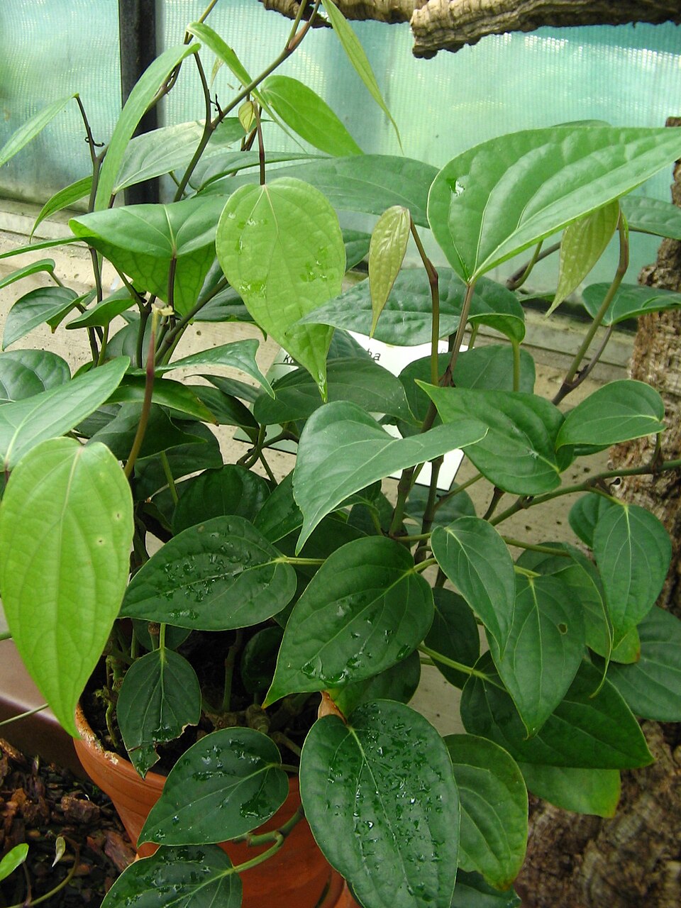 Cubeb pepper