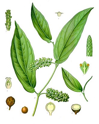 Cubeb pepper
