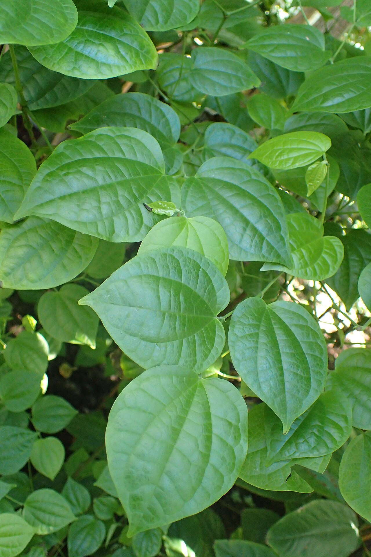 Cubeb pepper