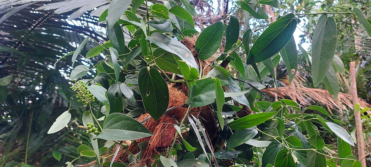 Cubeb pepper