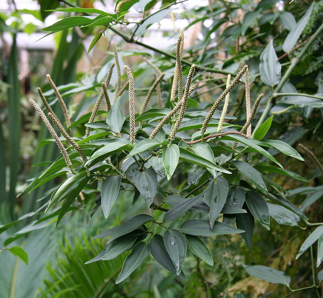 Cubeb pepper