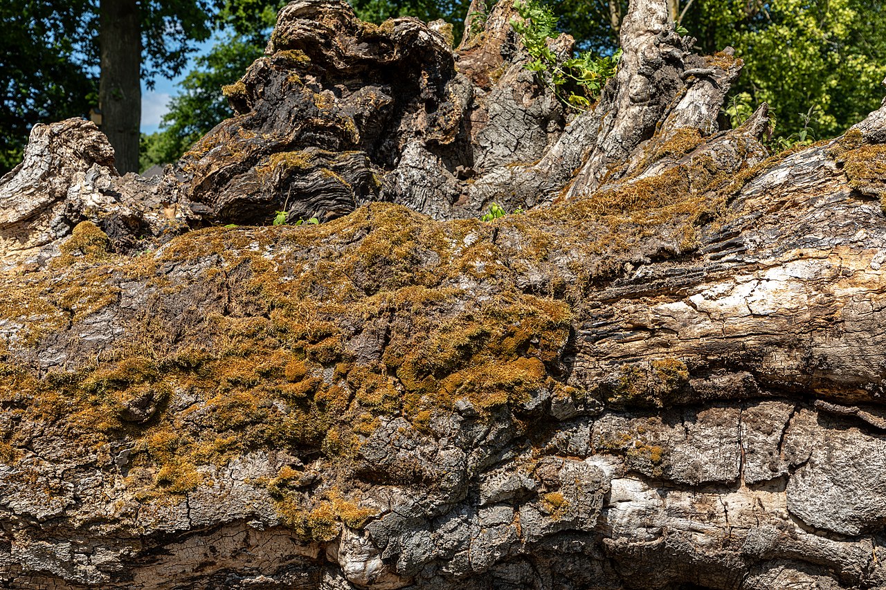 Cultural ceremonial bryophyte foods