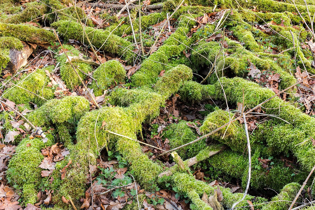 Cultural ceremonial bryophyte foods