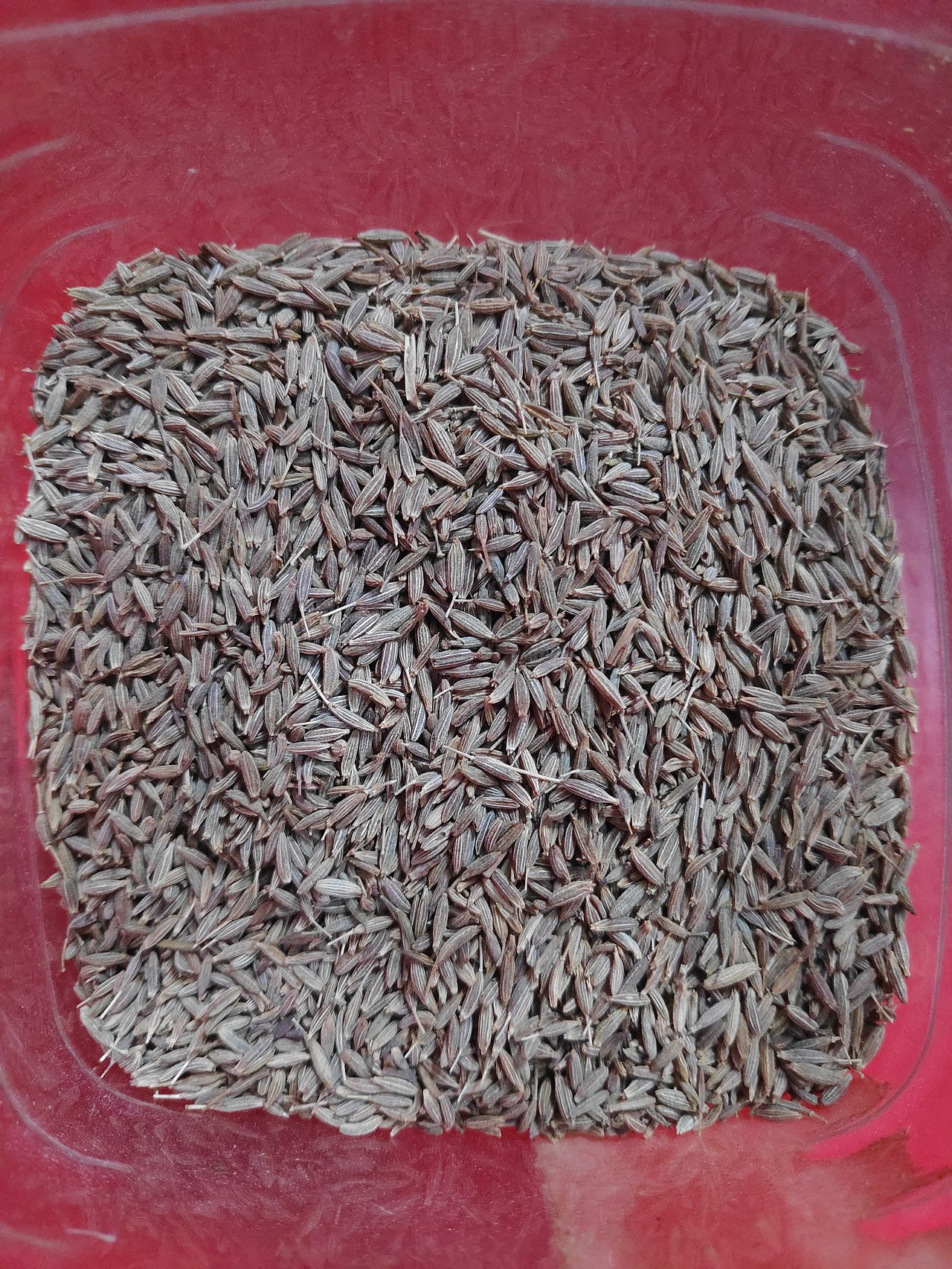 Cumin