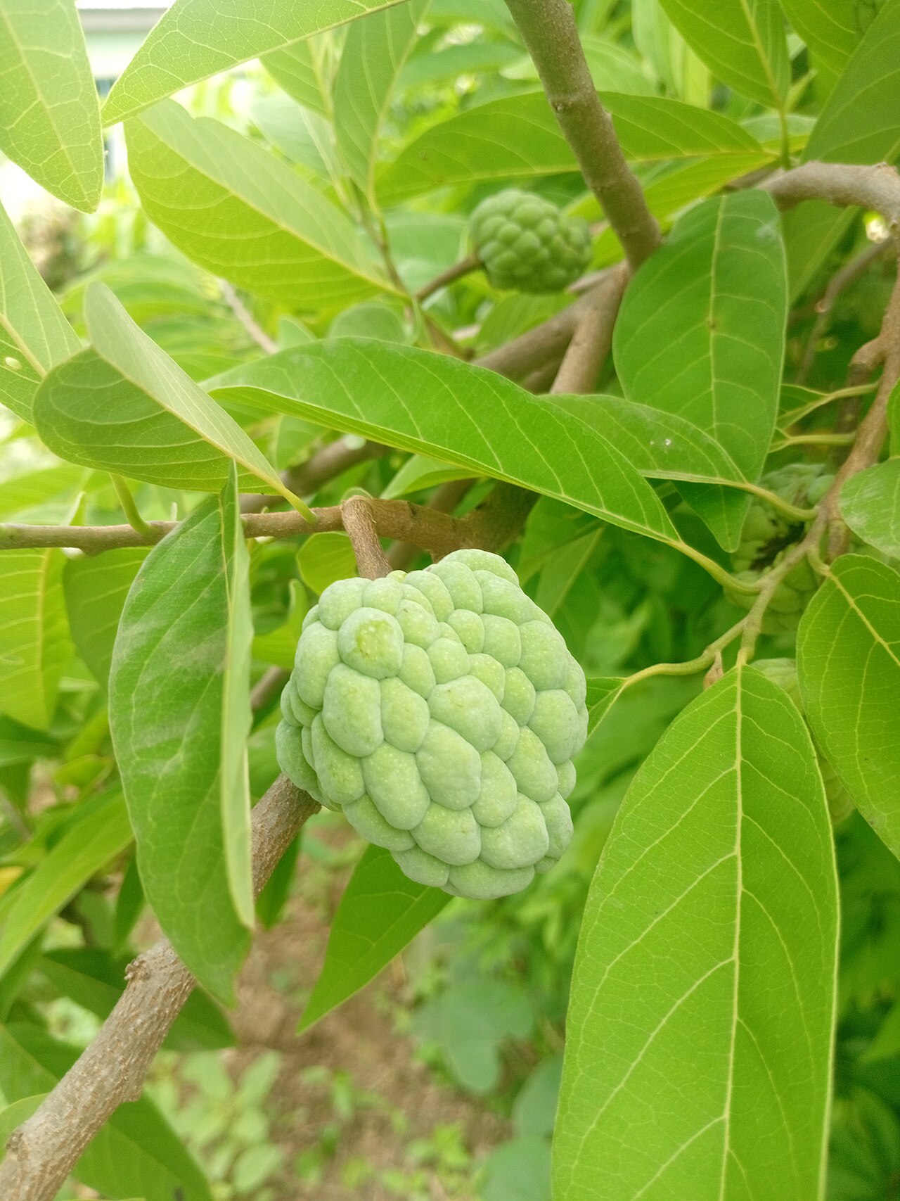 Custard apple