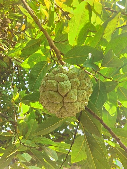 Custard apple