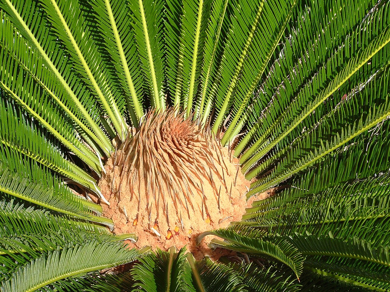 Cycads (Processed)