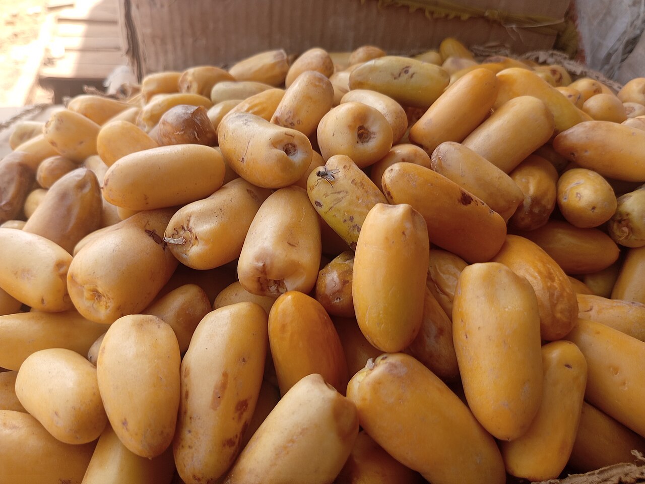 Date palm fruit