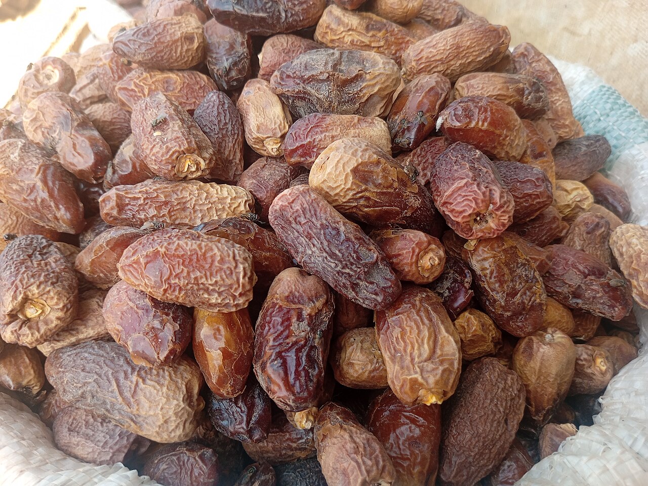 Date palm fruit