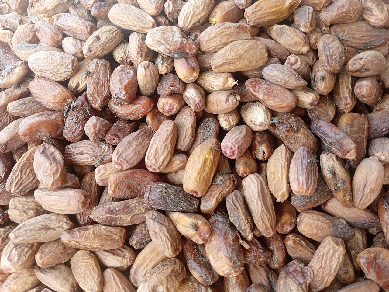 Date palm fruit