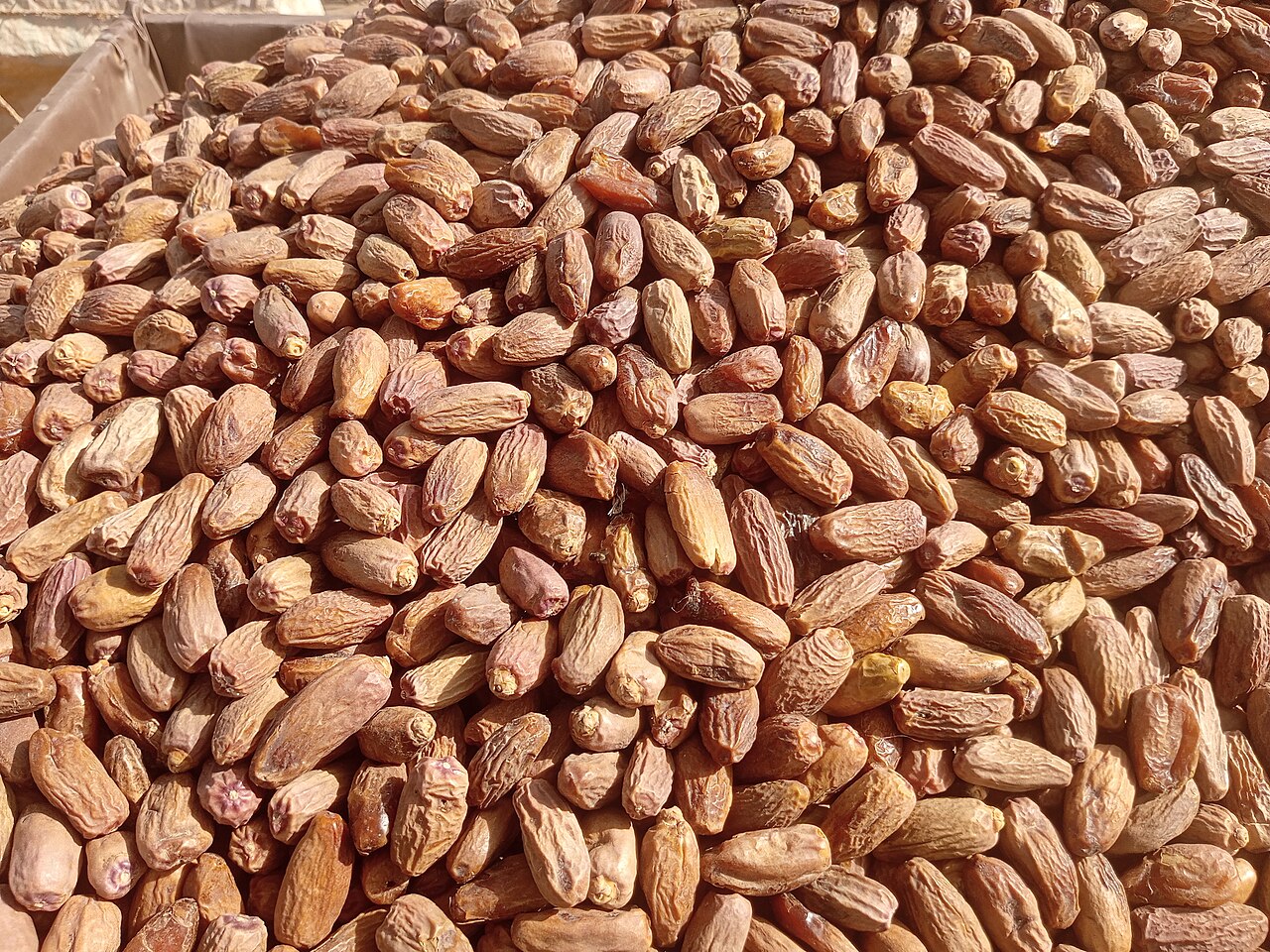 Date palm fruit
