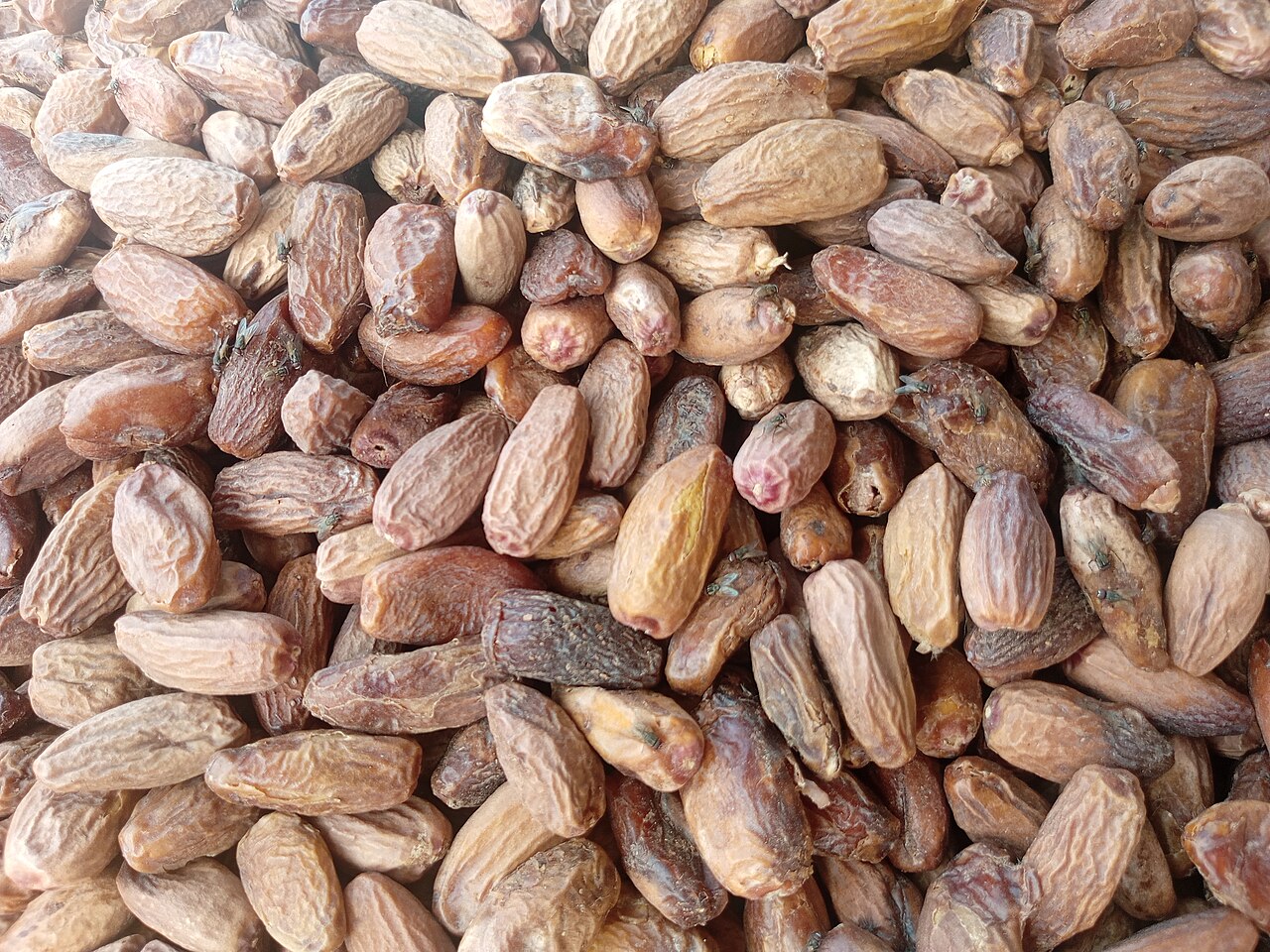 Date palm fruit