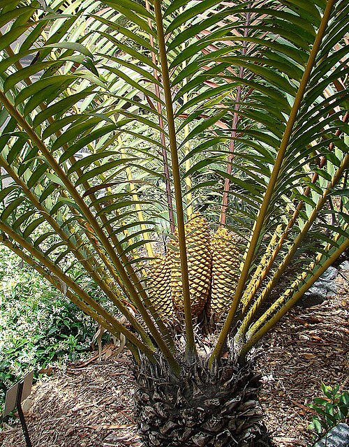 Detoxified cycad flour