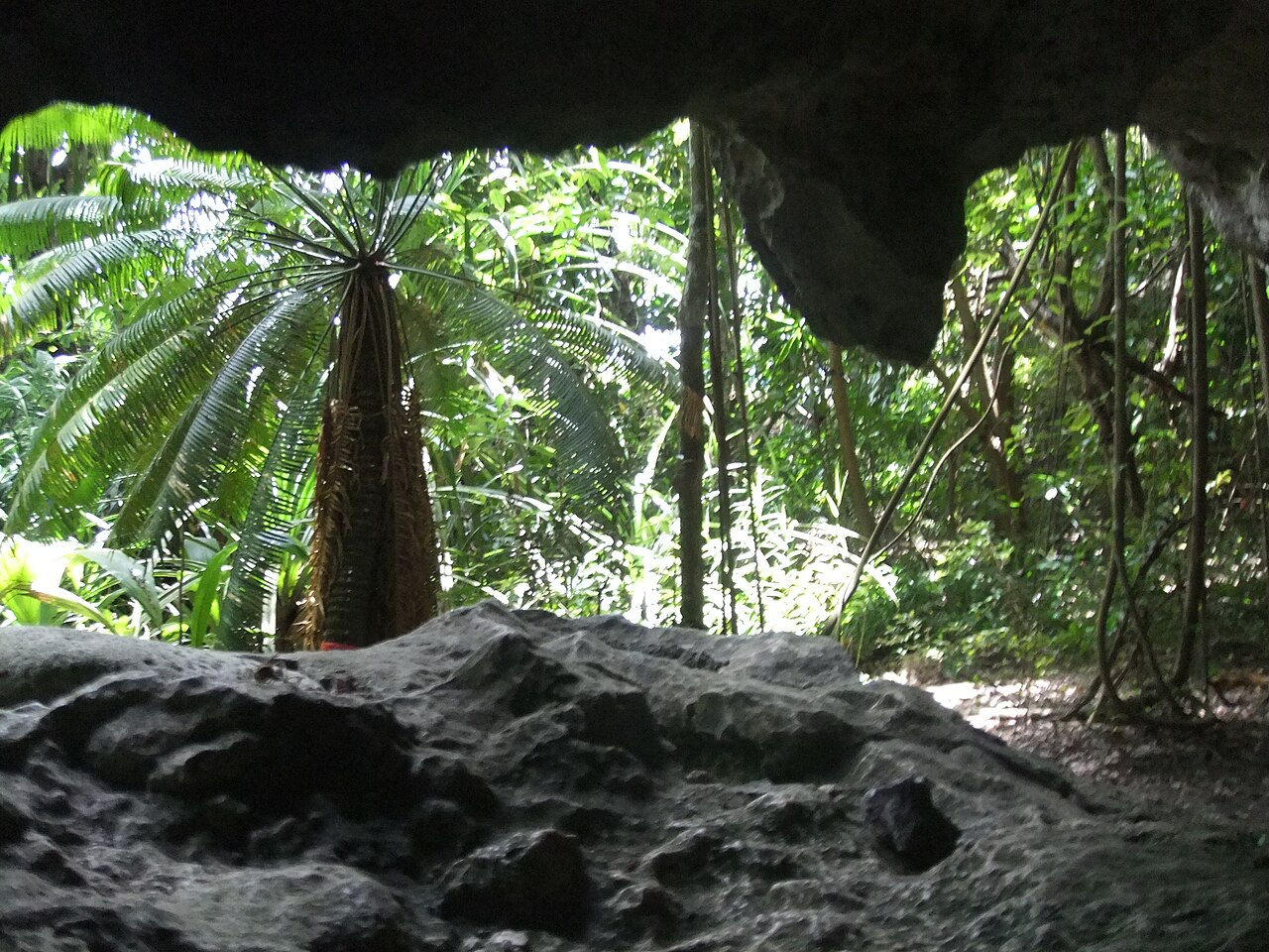 Detoxified cycad flour