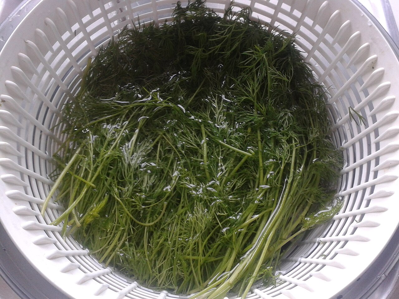 Dill