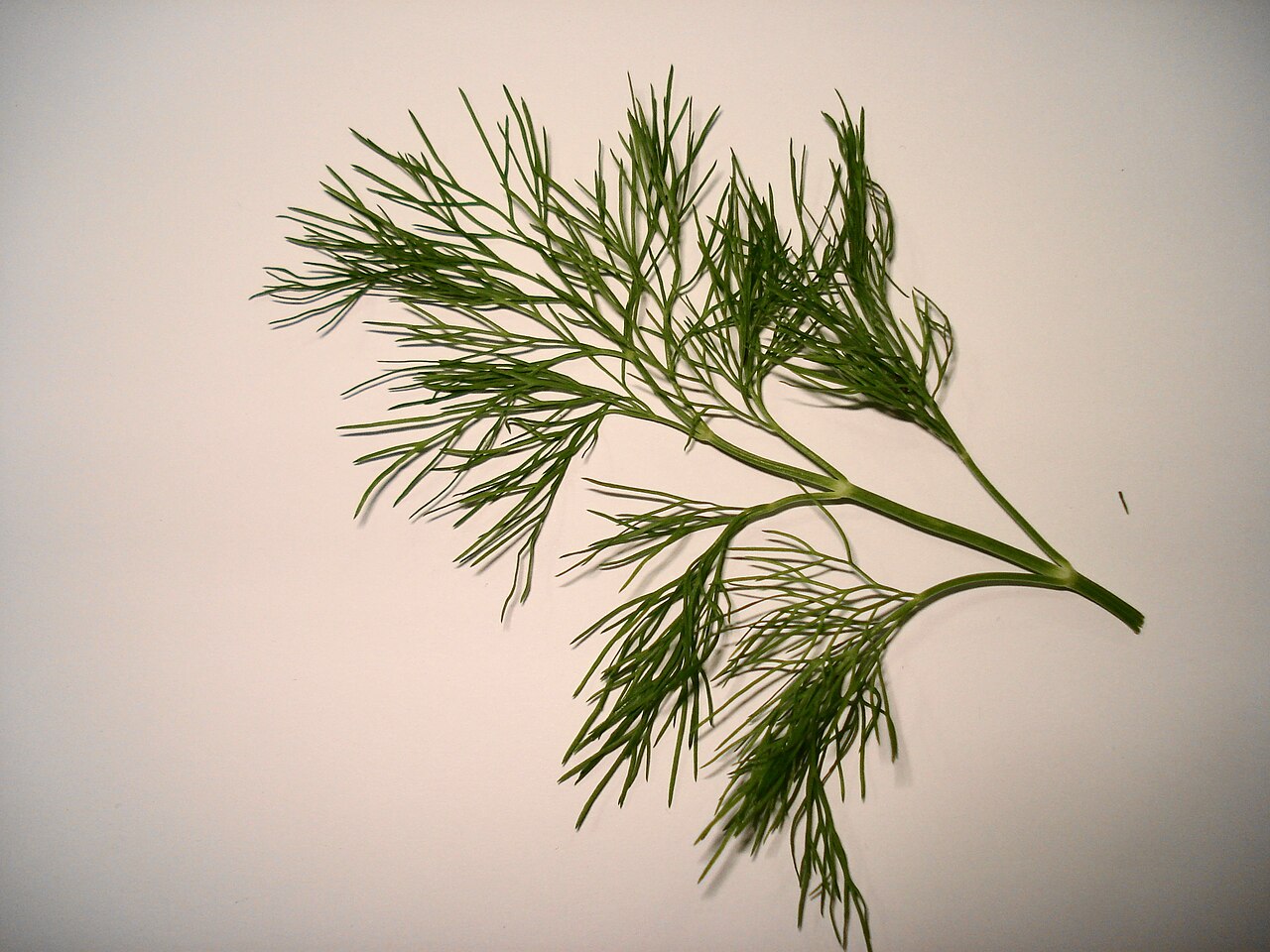 Dill