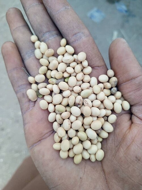 Dry bean