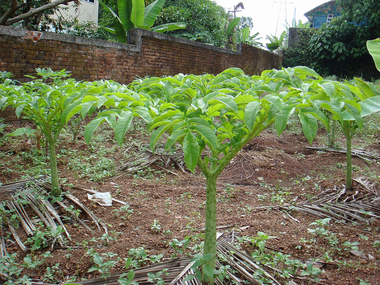 Elephant foot yam