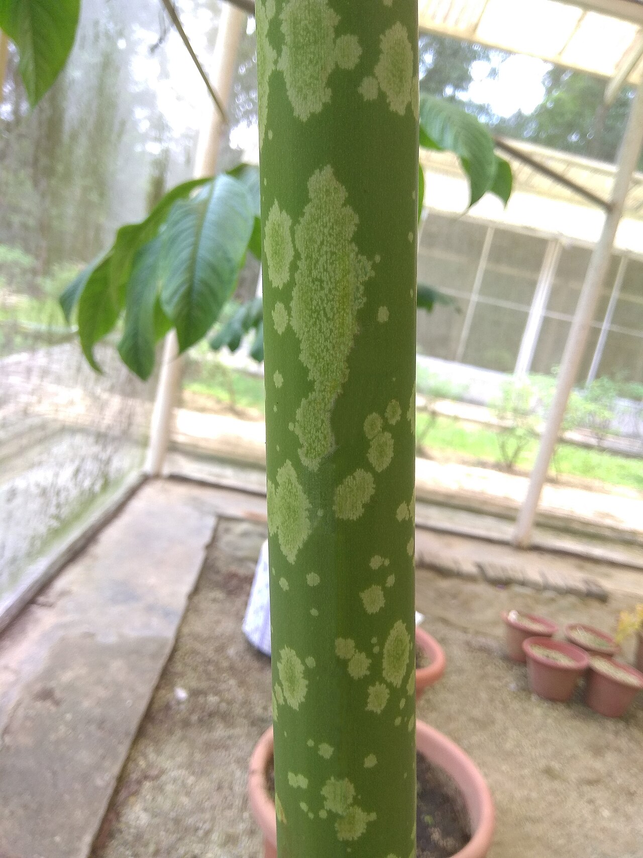 Elephant foot yam