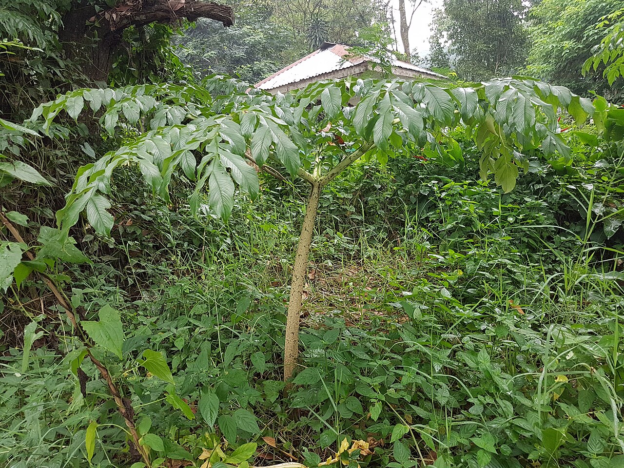 Elephant foot yam