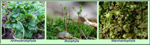 Emergency famine-use bryophytes